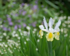 Tapeta Nature Flowers 157.jpg